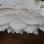 Camellia japonica ‘Sea Foam’ @FanningSparks