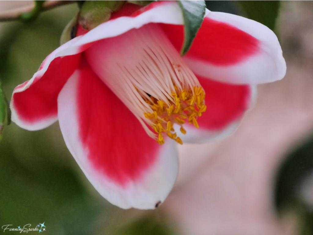 Camellia japonica ‘Tama-No-Ura’ Bloom   @FanningSparks