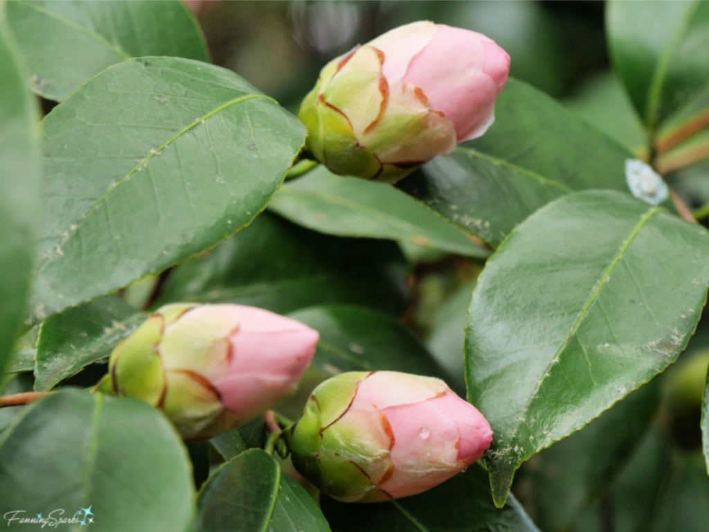 Camellia japonica ‘Tomorrow Park Hill Pink’ 3 Buds   @FanningSparks