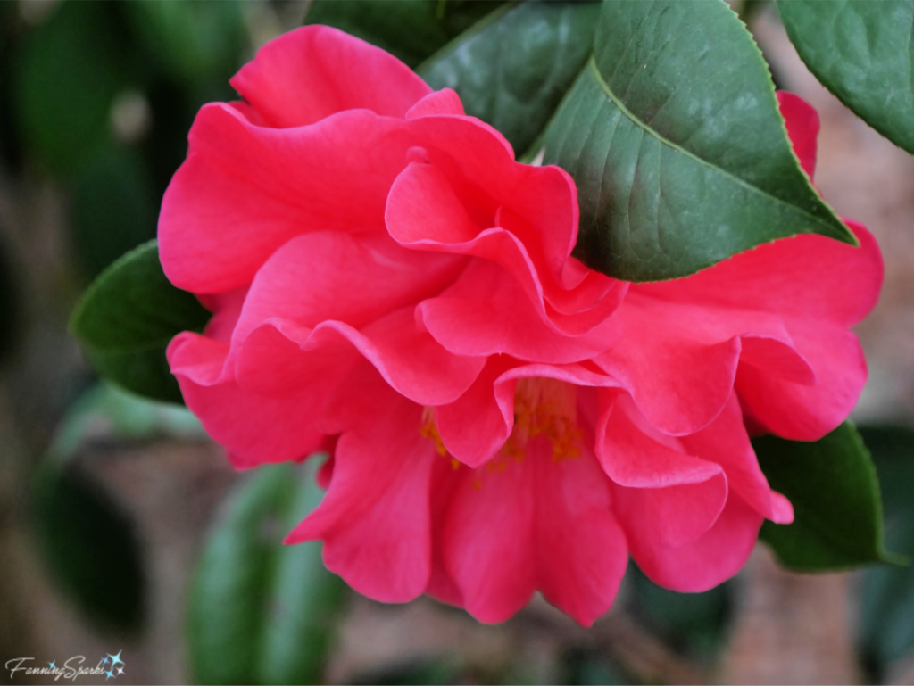 Camellia reticulata ‘Frank Houser’ Full Bloom @FanningSparks