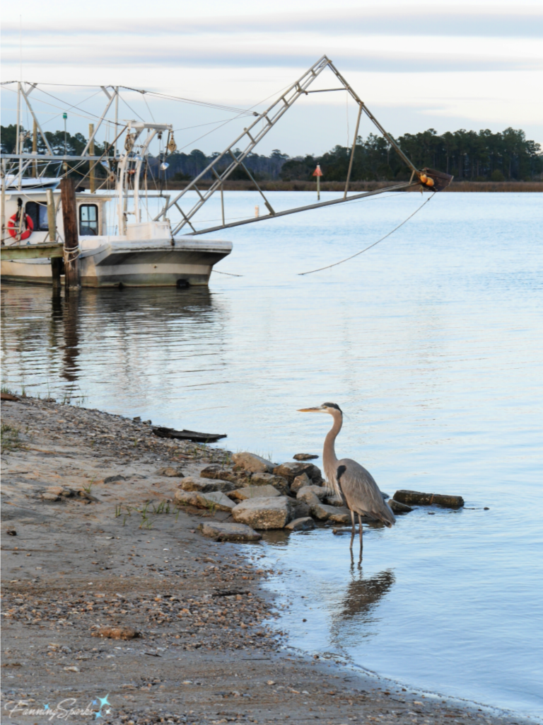 Great Blue Heron With Fishing Boats on Bon Secour River, Alabama. @FanningSparks