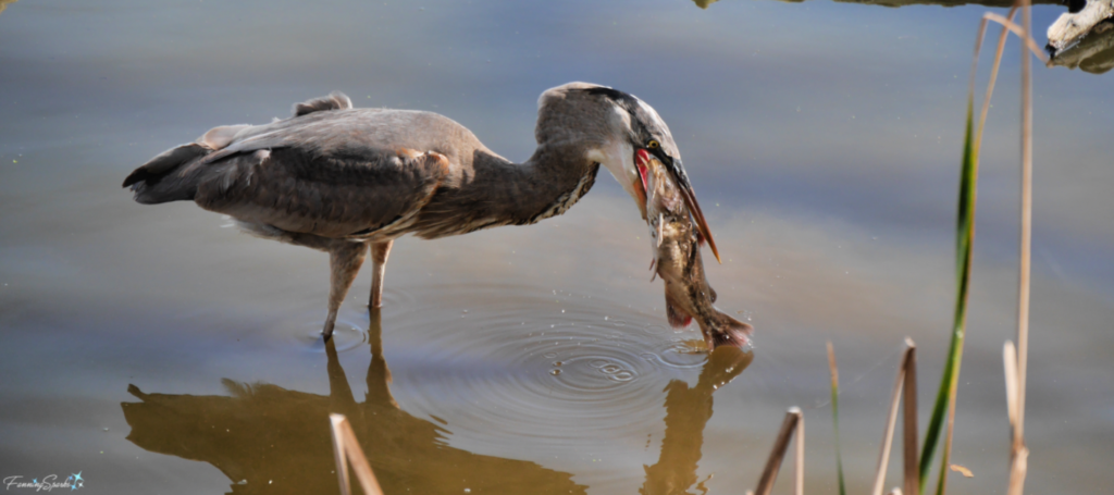 Great Blue Heron About to Swallow Catfish 781 @FanningSparks