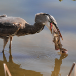 Great Blue Heron About to Swallow Catfish 781 @FanningSparks