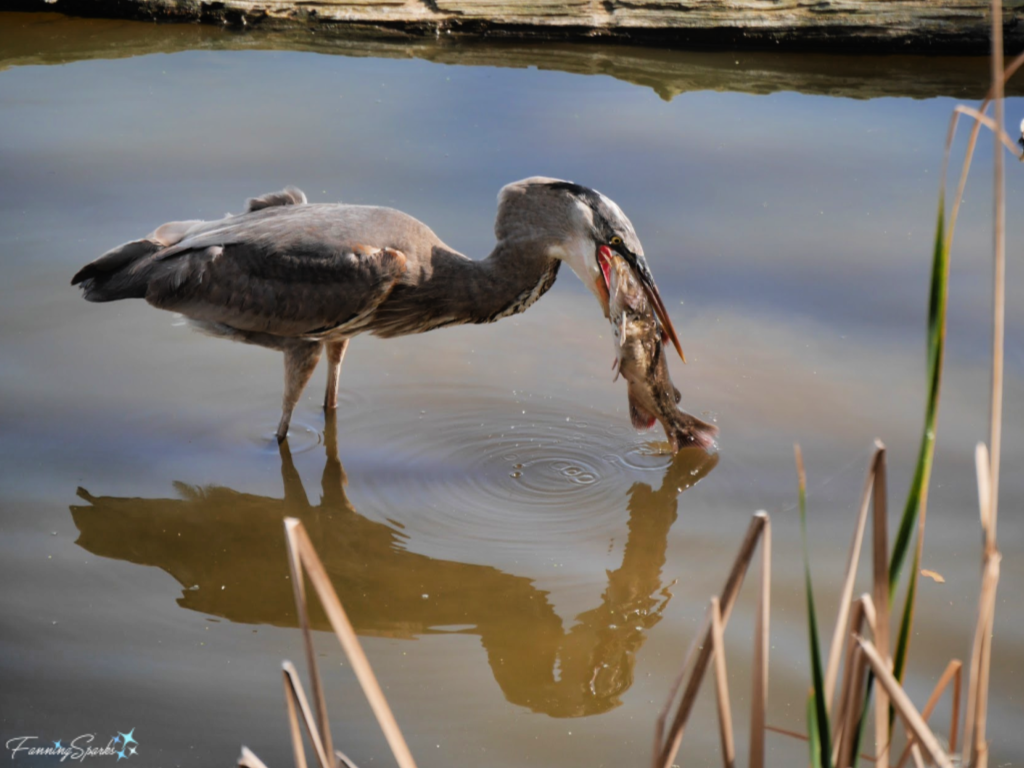 Great Blue Heron About to Swallow Catfish 781   @FanningSparks 