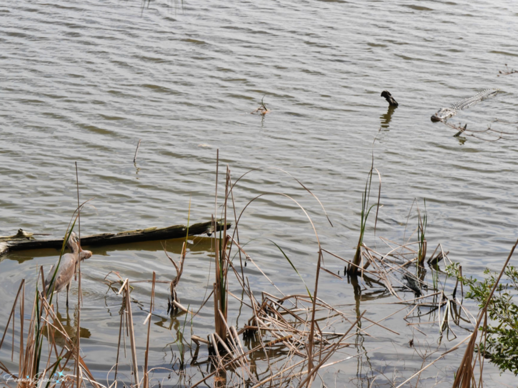 Alligator Swimming Towards Great Blue Heron   @FanningSparks 