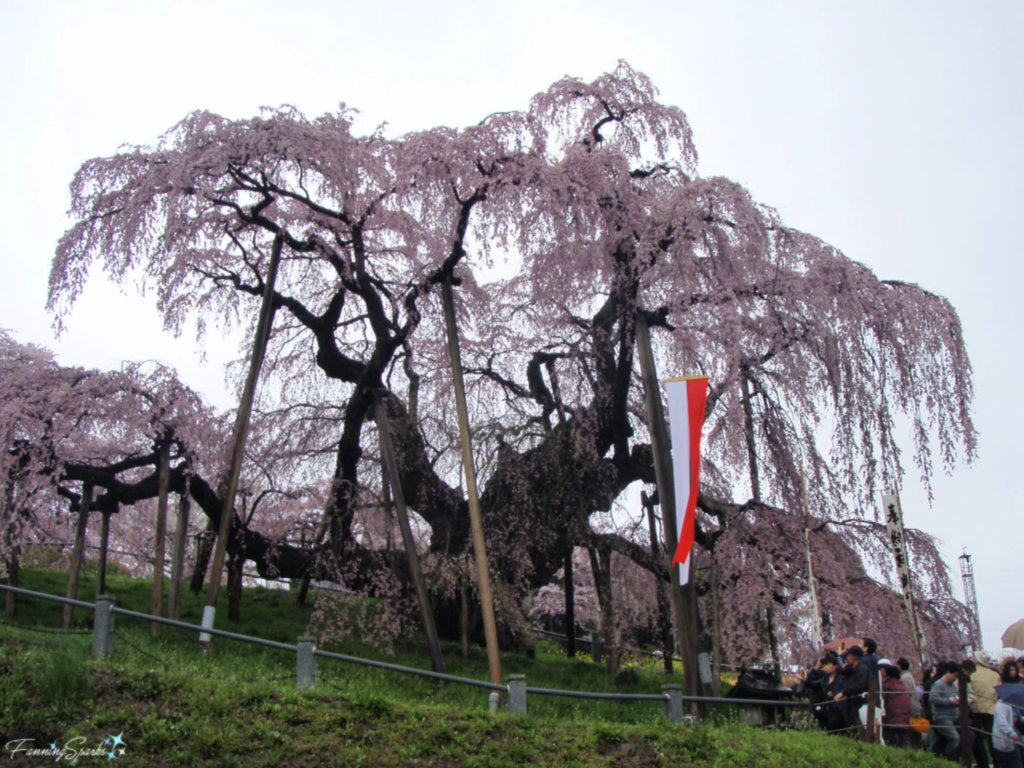 Miharu Takizakura the 1000-Year-Old Cherry Tree in Miharu Japan   @FanningSparks