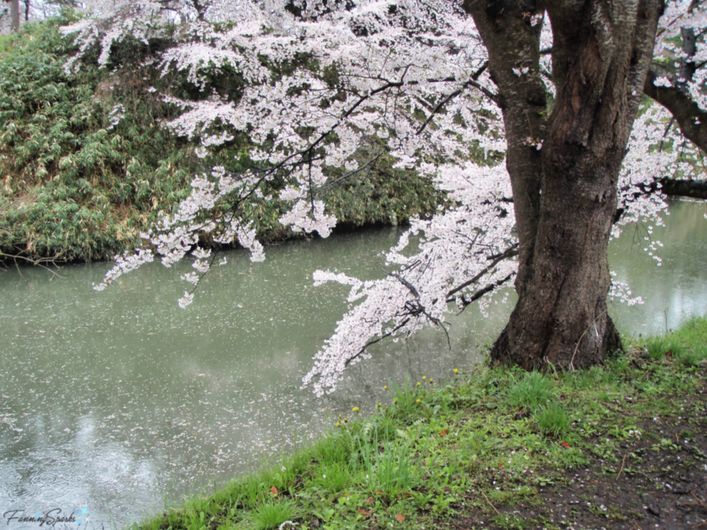 Cherry Tree in Full Bloom Over Water in Aizu Region of Japan   @FanningSparks