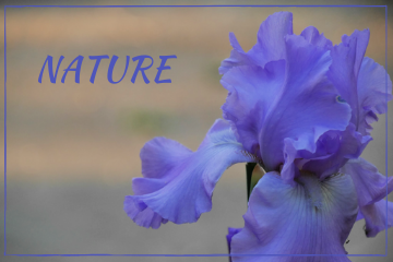 NATURE Category Title Photo with Purple Iris @FanningSparks