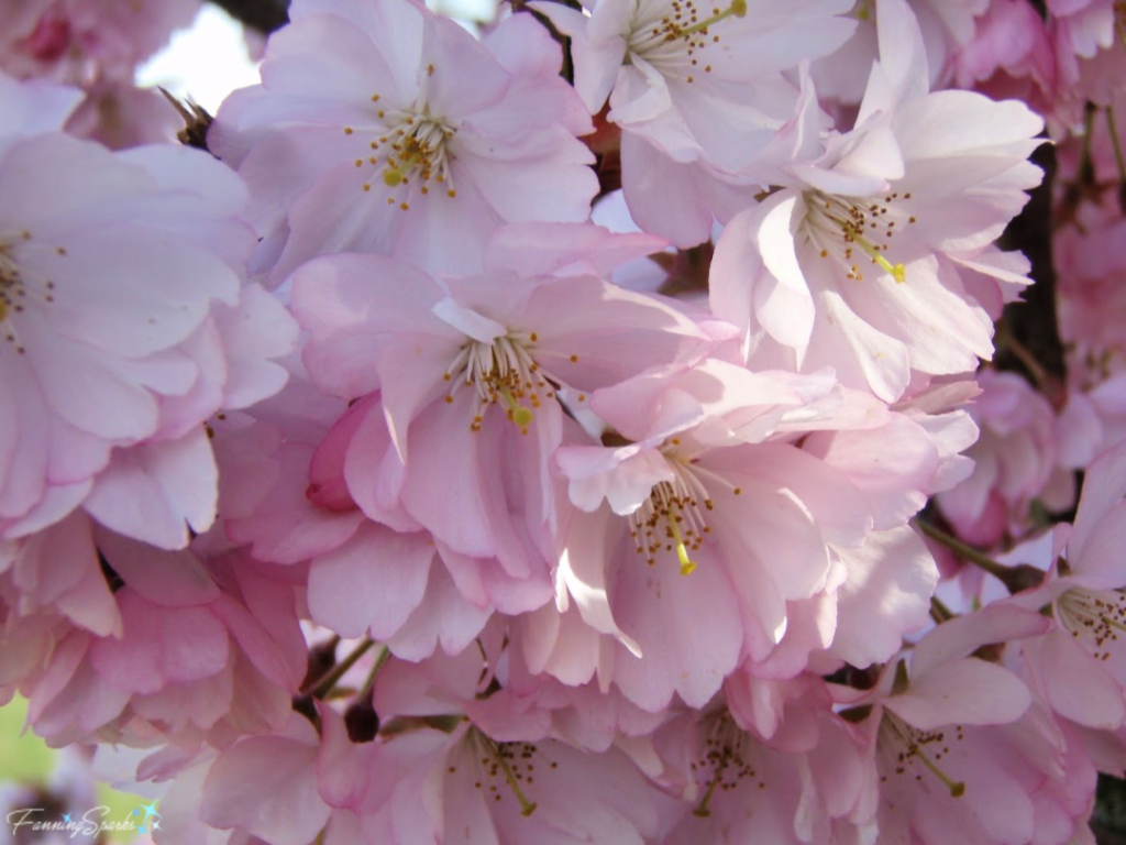 Closeup of Sakura (Cherry Blossoms)    @FanningSparks