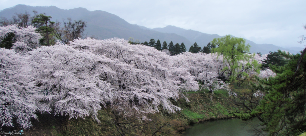 Cherry Trees in Full Bloom Along Stream in Aizu Region of Japan @FanningSparks