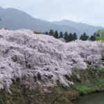 Cherry Trees in Full Bloom Along Stream in Aizu Region of Japan @FanningSparks