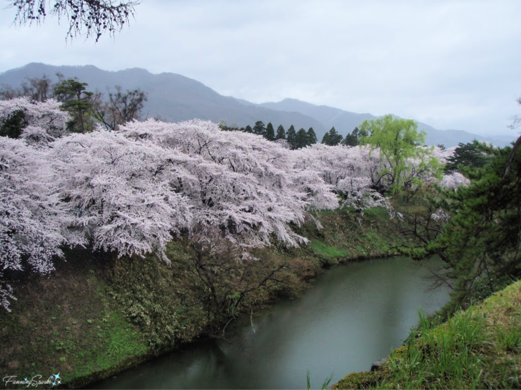 Cherry Trees in Full Bloom Along Stream in Aizu Region of Japan   @FanningSparks