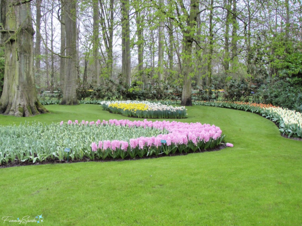 Single Fallen Pink Hyacinth at Keukenhof in Lisse Netherlands   @FanningSparks