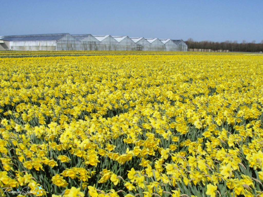Fields of Daffodils in Lisse Netherlands   @FanningSparks