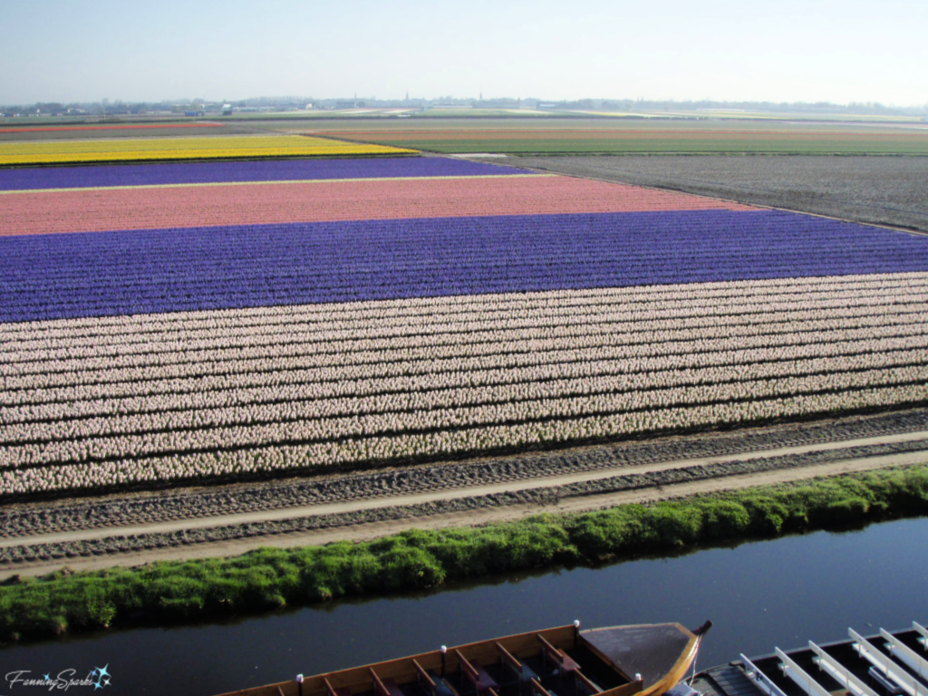 Flower fields of Lisse Netherlands @FanningSparks