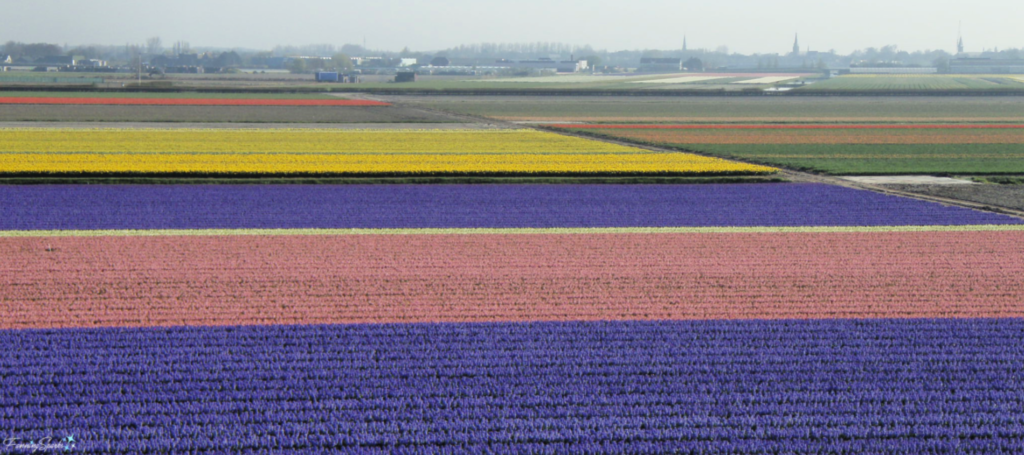 Flower fields of Lisse Netherlands @FanningSparks