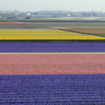 Flower fields of Lisse Netherlands @FanningSparks