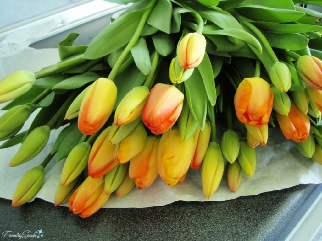 Huge Bouquet of Cut Tulips from Lisse Netherlands   @FanningSparks