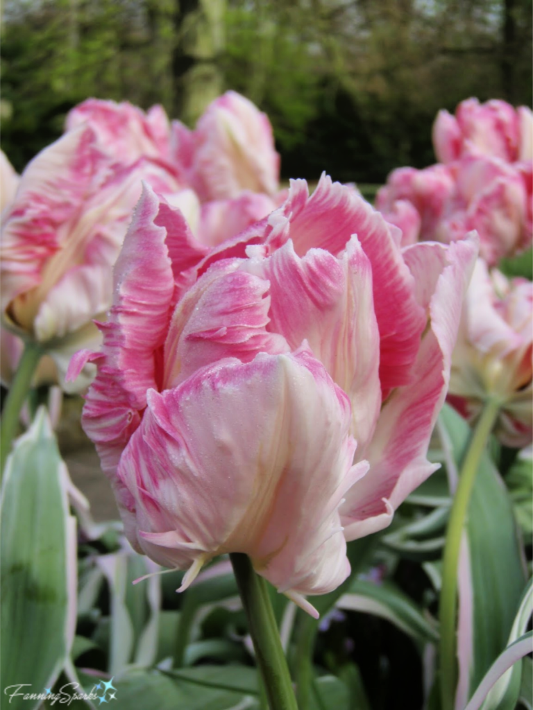 Pink Elsenburg Tulip at Keukenhof in Lisse Netherlands   @FanningSparks