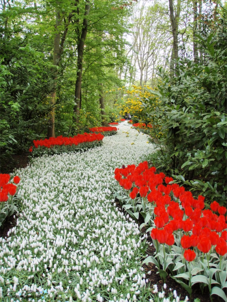 River of White Tulips at Keukenhof in Lisse Netherlands   @FanningSparks