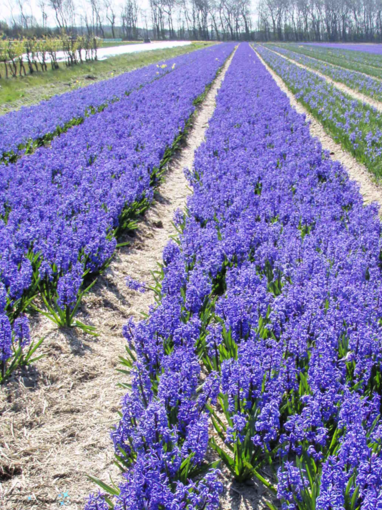 Fields of Hyacinths in Lisse Netherlands   @FanningSparks