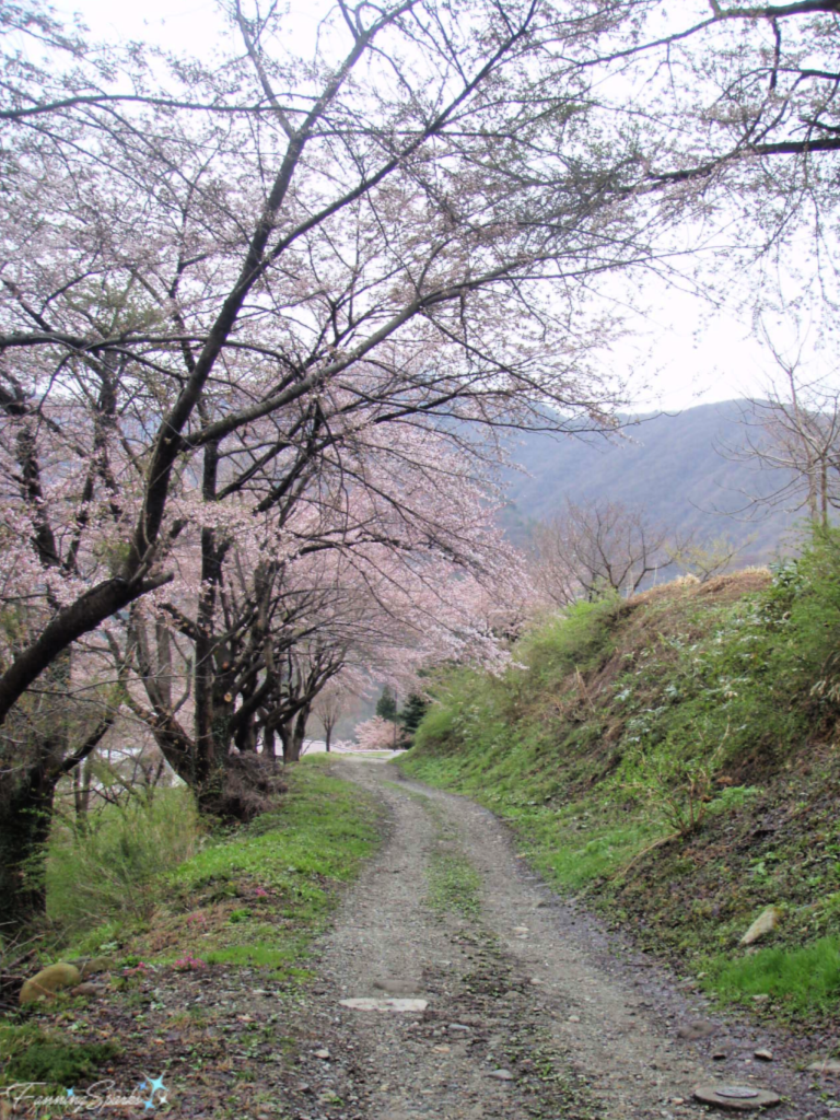Cherry Trees Along Country Lane in Aizu Ashinomaki Onsen Japan   @FanningSparks