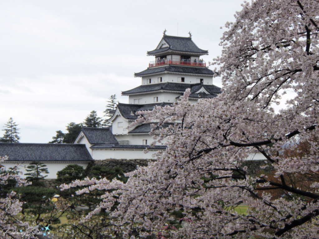 Cherry Blossoms at Tsuruga Castle in the city of Aizu-Wakamatsu Japan   @FanningSparks