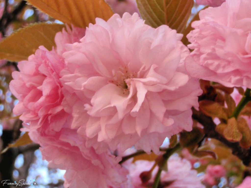 Closeup of Sakura (Cherry Blossoms)  @FanningSparks