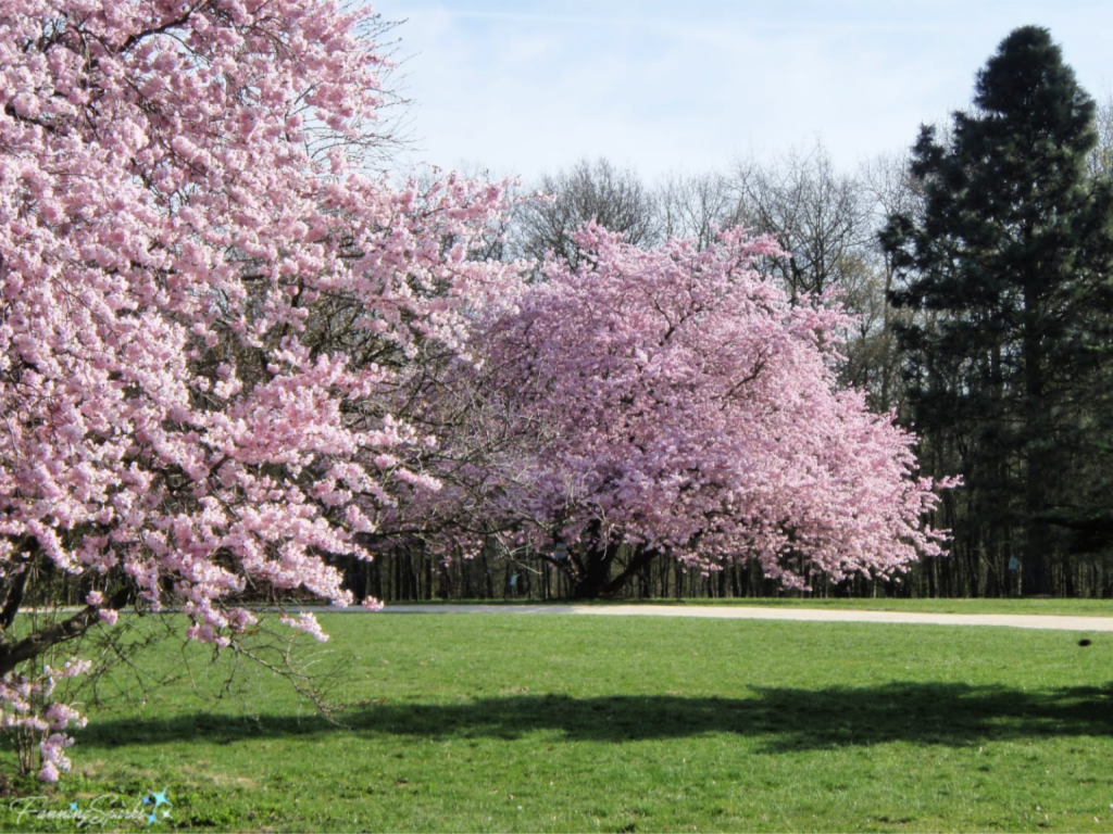 Cherry Trees in Bloom in Rodenkirchen  Germany   @FanningSparks