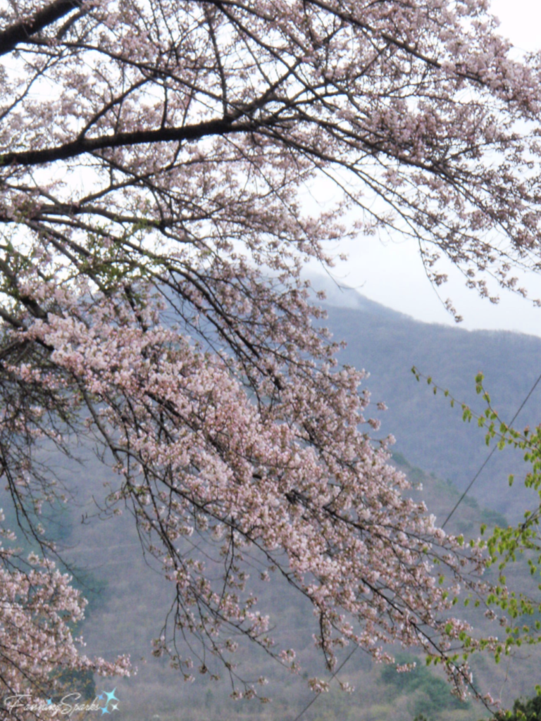 Cherry Trees Along Country Lane in Aizu Ashinomaki Onsen Japan   @FanningSparks