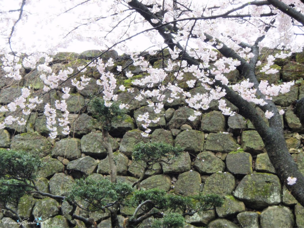 Cherry Blossoms in Front of Tsuruga Castle Wall in the city of Aizu-Wakamatsu Japan   @FanningSparks