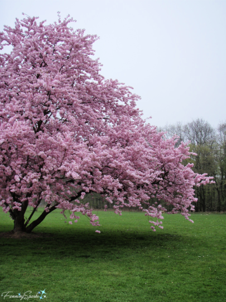 Cherry Tree in Bloom in Rodenkirchen  Germany   @FanningSparks