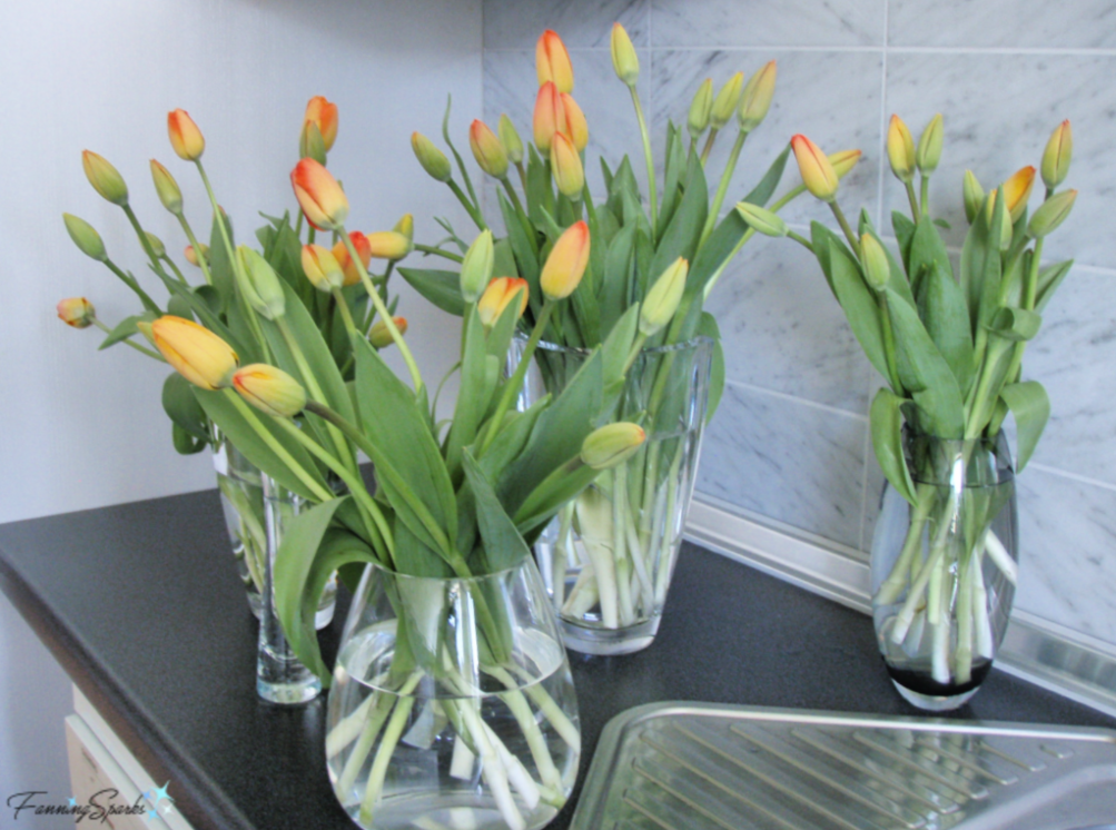 Several Vases of Cut Tulips in our Flat in Cologne Germany   @FanningSparks