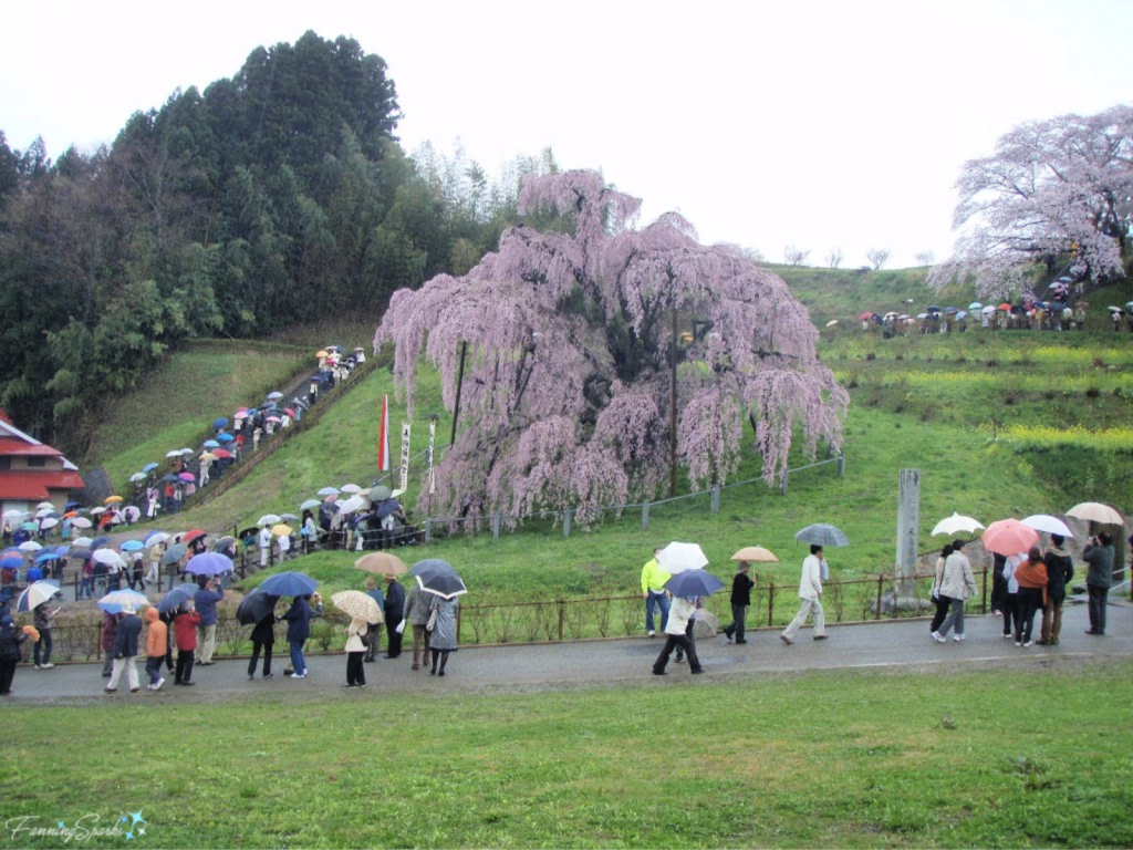 Queuing to See Miharu Takizakura the 1000-Year-Old Cherry Tree in Miharu Japan   @FanningSparks