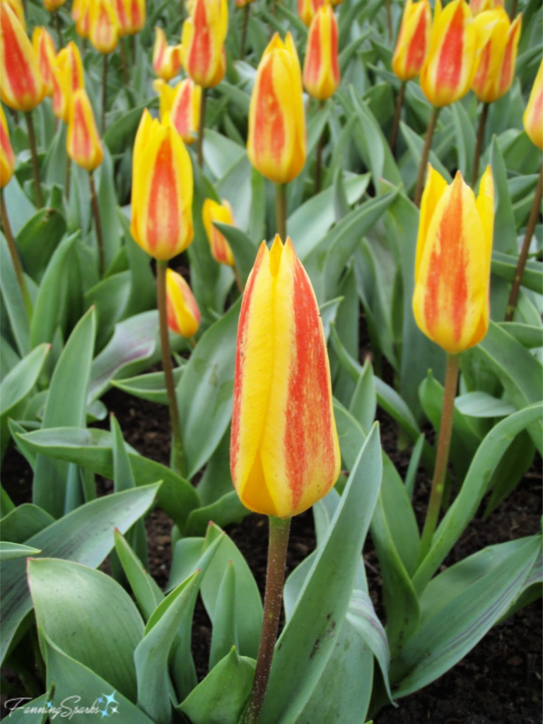 Yellow and Red Striped Tulips at Keukenhof in Lisse Netherlands   @FanningSparks