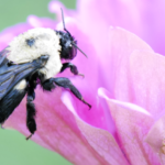 Brown-belted Bumble Bee on Zinnia @FanningSparks