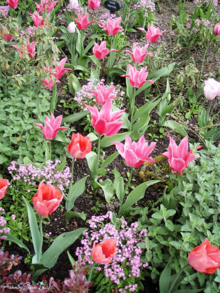 Color Echo with Pink Tulips  @FanningSparks