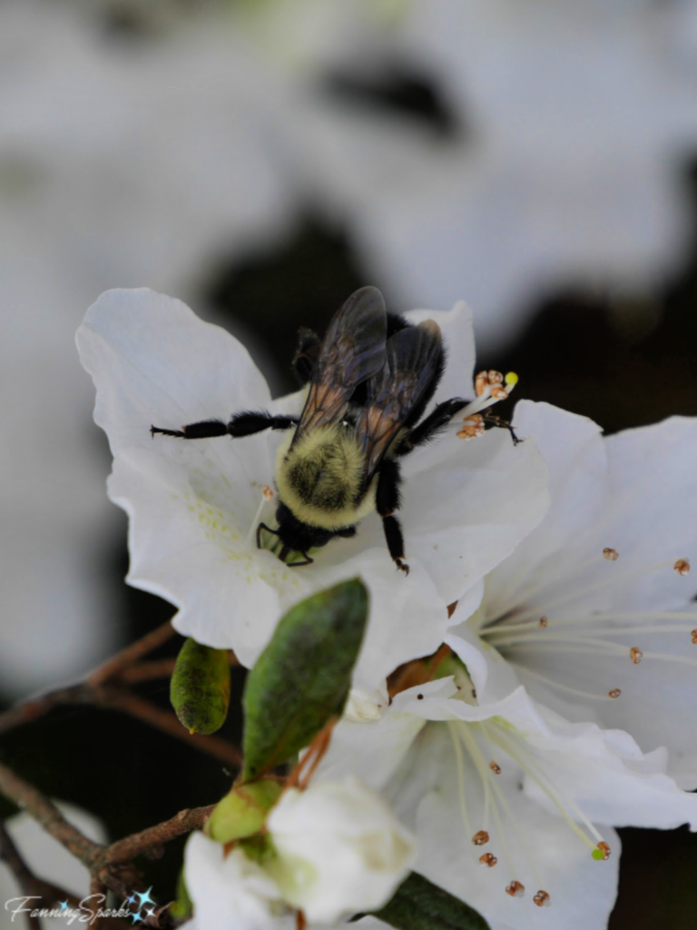 Common Eastern Bumble Bee on Azalea   @FanningSparks   