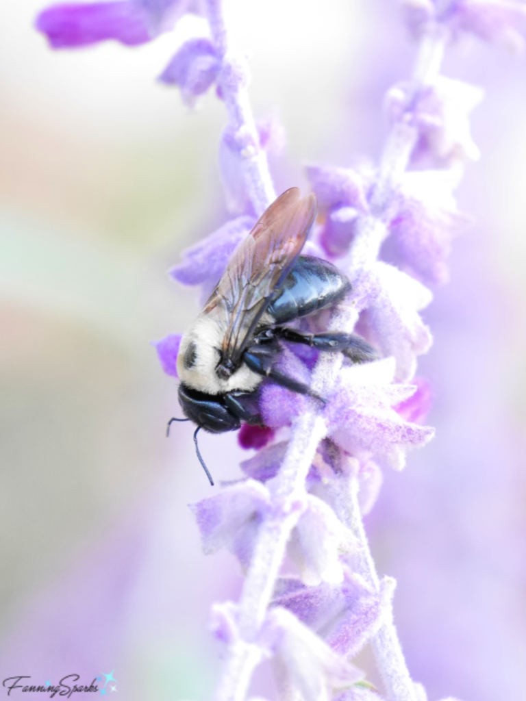 Eastern Carpenter Bee on Salvia   @FanningSparks 
