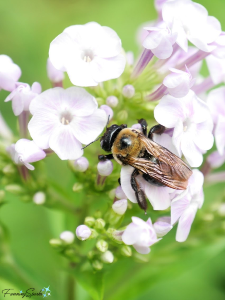 Eastern Carpenter Bee on Phlox   @FanningSparks    