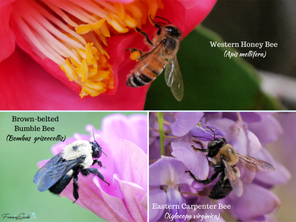 Bees Identified by iNaturalist Community   @FanningSparks