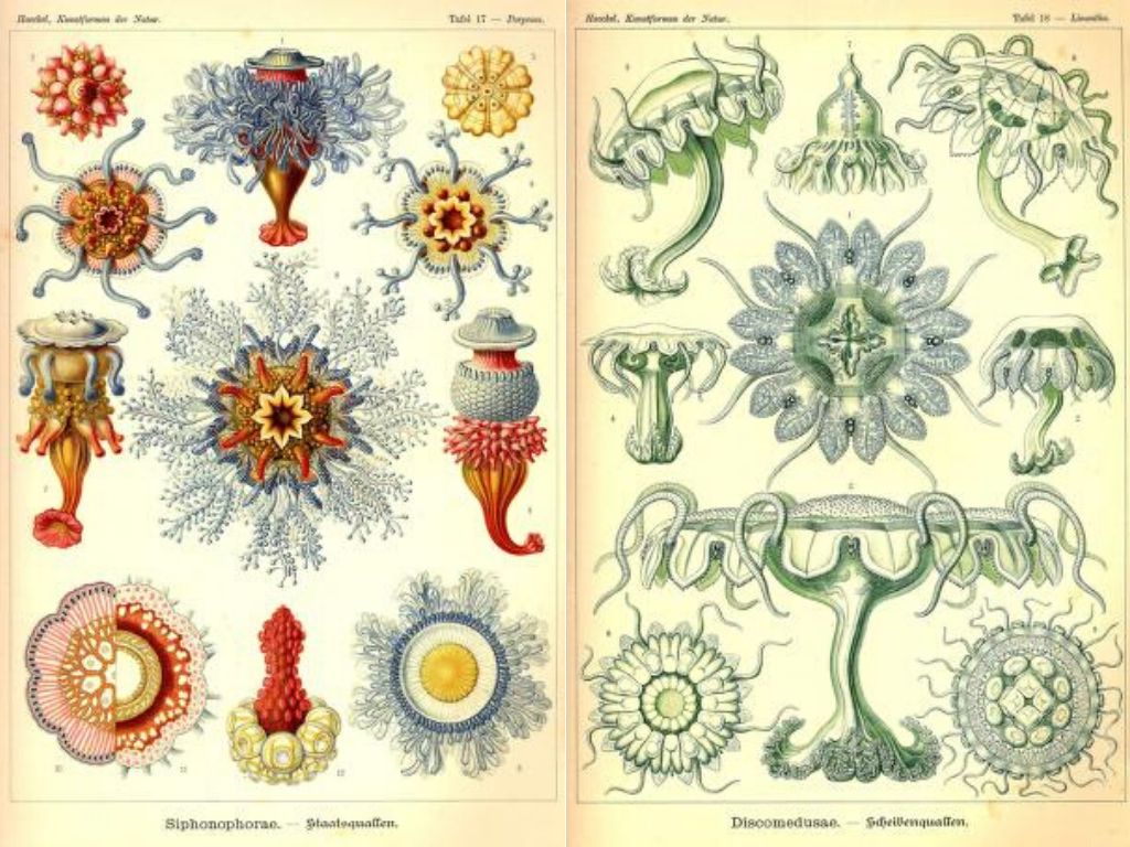 Art Forms in Nature by Ernst Haeckel - Plate 17 and 8 - Jellyfish   |  From Archive.Org