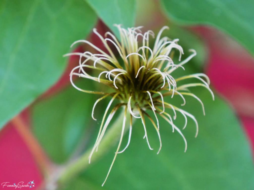 Clematis Ramona Blue Flower Center   @FanningSparks