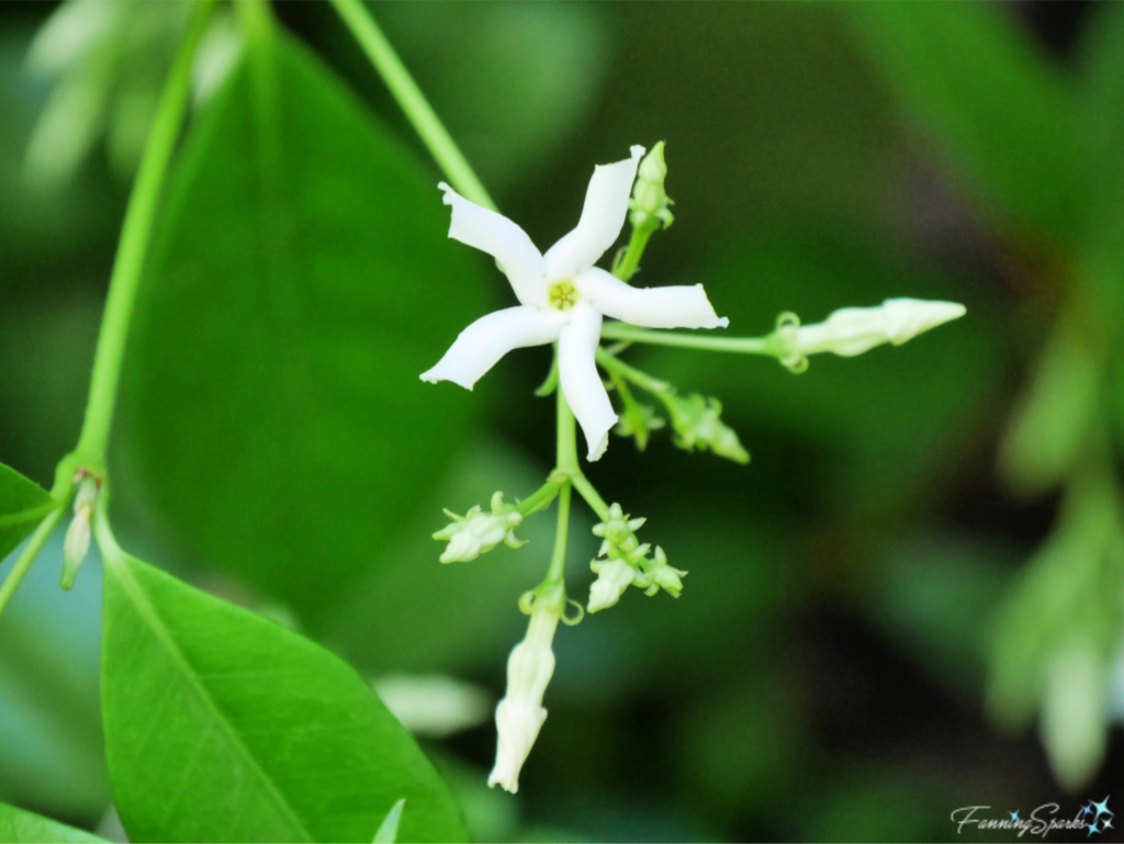 Confederate Jasmine Bloom   @FanningSparks