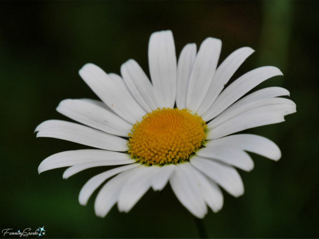 Simple Wild Daisy Bloom @FanningSparks