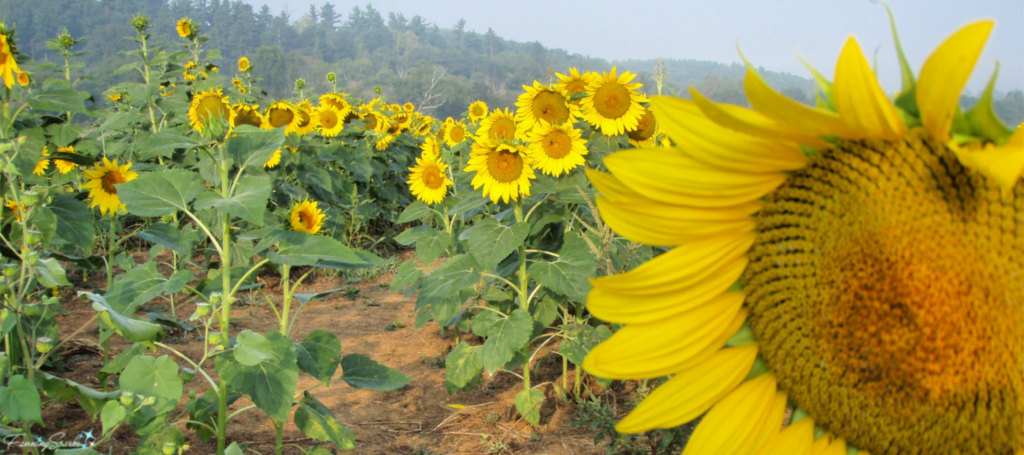 Field of Sunflowers @FanningSparks