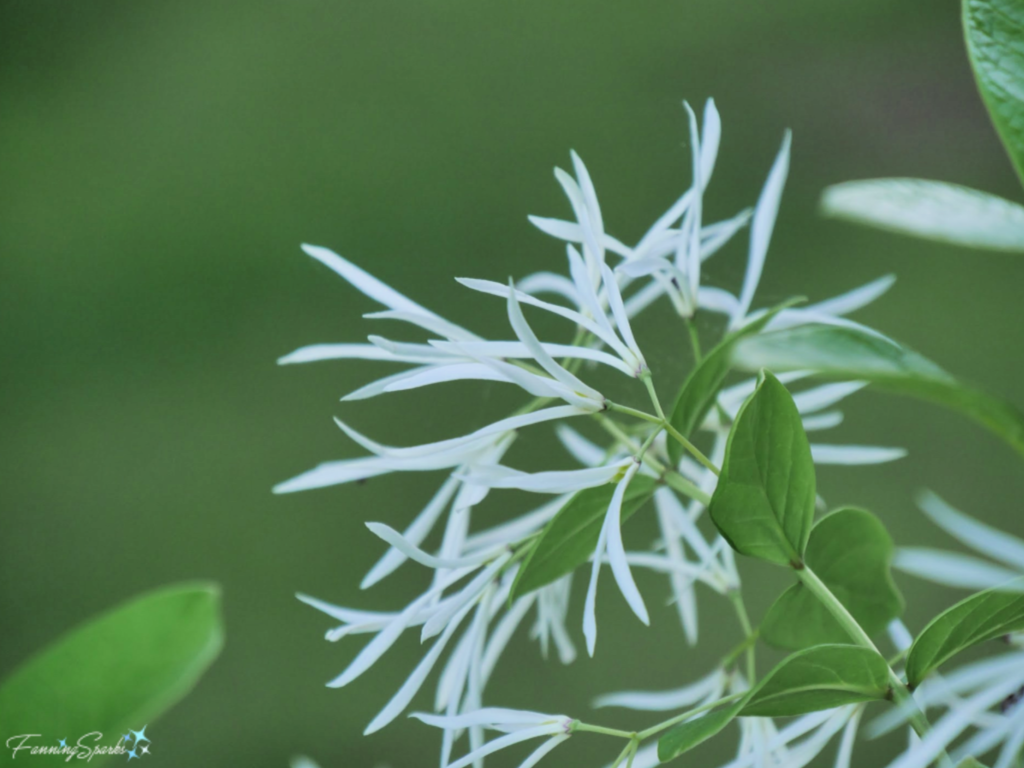 Fringe Tree in Bloom (Chionanthus virginicus)   @FanningSparks