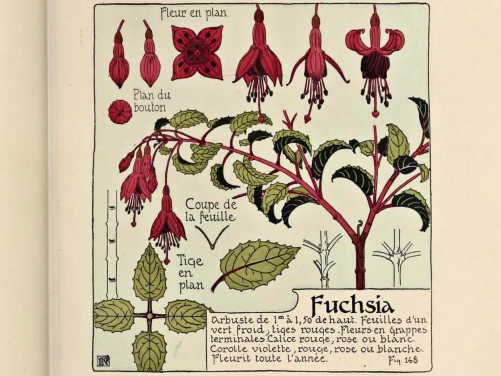 Fuchsia Plant Study – Fig 148 from Etude de la Plante  @FanningSparks 