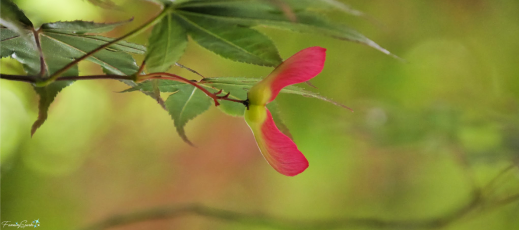 Winged Seed on Japanese Maple @FanningSparks