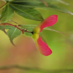 Winged Seed on Japanese Maple @FanningSparks